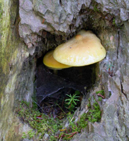 Tricholomopsis sulfureoides.